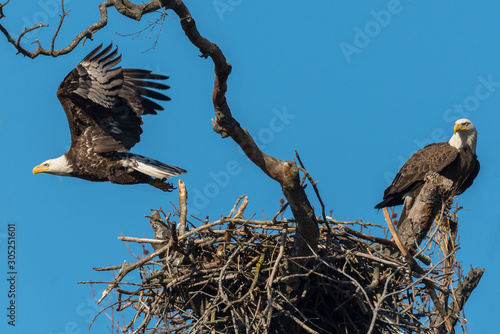 A pair of American Bald Eagles at their nest.