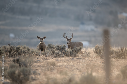 Mule Deer in Montana During the Rut