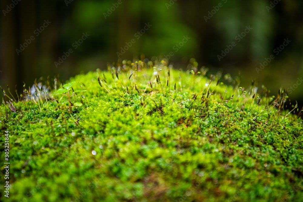 秋 秋
