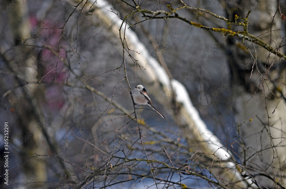 Aegithalos caudatus in natural habitat. Birds in the forest Aegithalos caudatus in natural habitat. Birds in the forest
