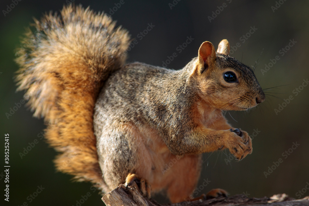 Fox squirrel in backyard home feeder Fox squirrel in backyard home feeder