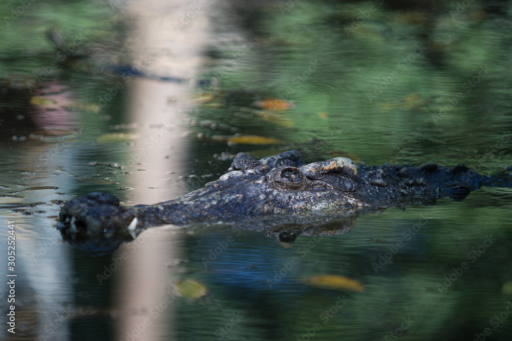 Crocodile top view in farm, Crocodile farming in Thailand. Crocodile top view in farm, Crocodile farming in Thailand.