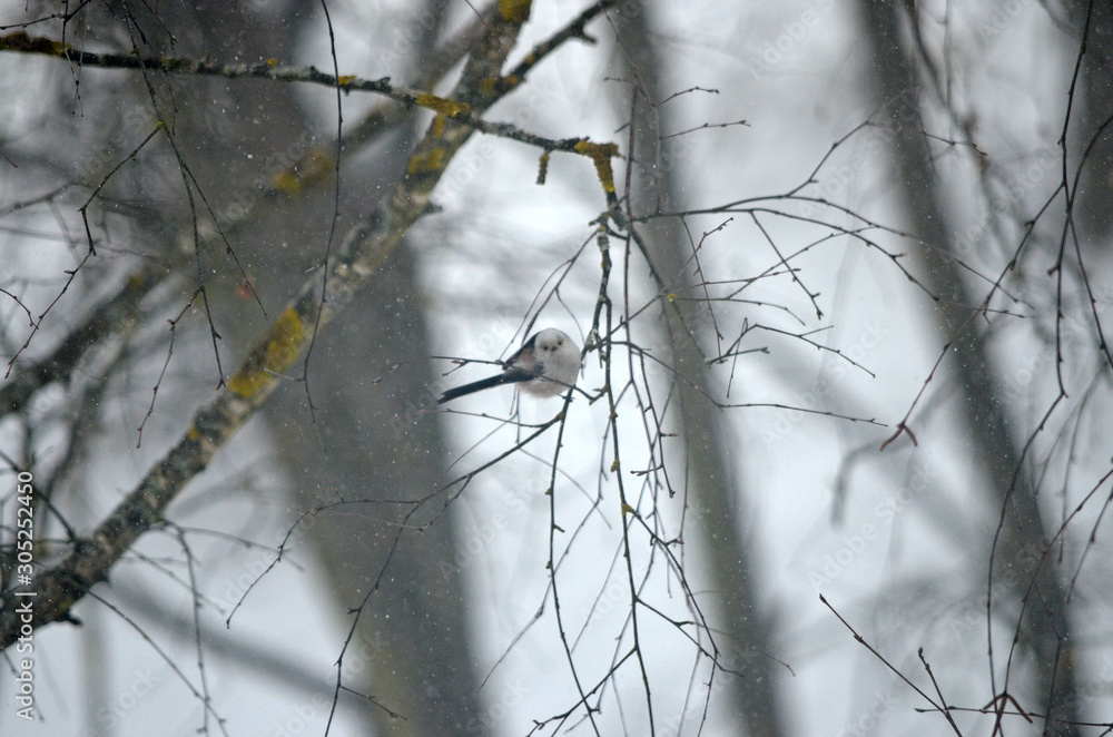 Aegithalos caudatus in natural habitat. Birds in the forest Aegithalos caudatus in natural habitat. Birds in the forest