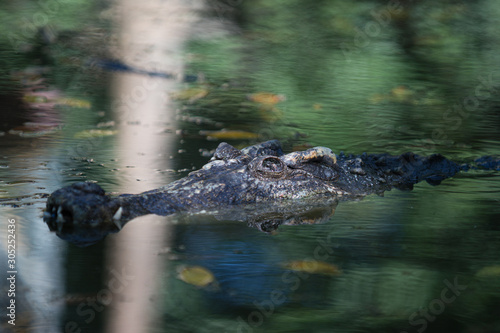 Crocodile top view in farm, Crocodile farming in Thailand.