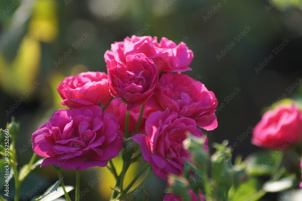 flowers in the garden