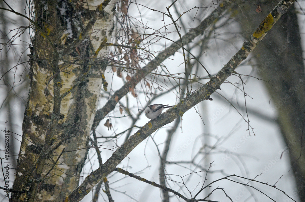 Aegithalos caudatus in natural habitat. Birds in the forest Aegithalos caudatus in natural habitat. Birds in the forest