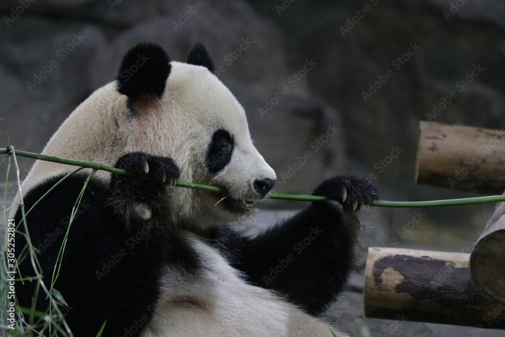 Close up Panda while trying to Break the Bamboo Stick, Shanghai, China Close up Panda while trying to Break the Bamboo Stick, Shanghai, China