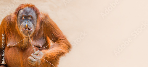 Banner with portrait of funny Asian orangutan at smooth gradient background with copy space for text, adult, details