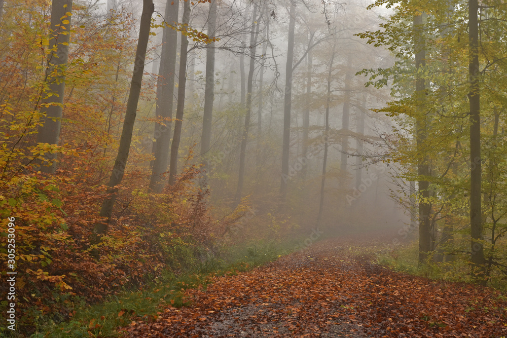 Fototapeta premium Herbstwald mit Novembernebel