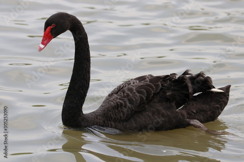 Beautiful Black Swan in the Lake