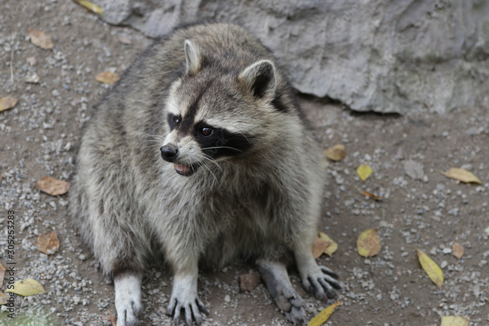 Close up Funny Grey Raccoon
