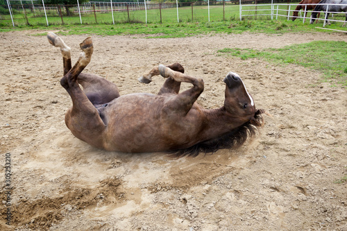 Horse rolling in the dust in Višnica stables, Croatia