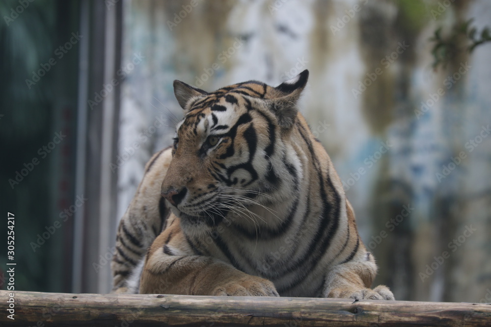 Fototapeta premium Close up Sitting Bengal Tiger, Chilling out in the Yard
