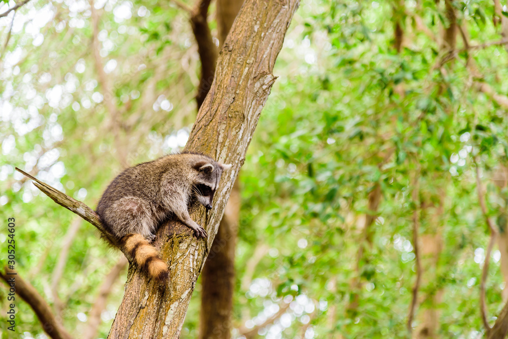 Raccoon climbing on a tree showing its colorful tail