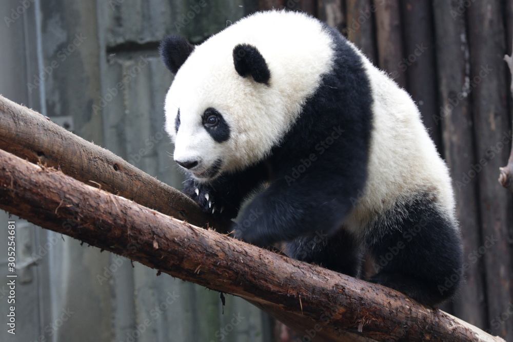 Obraz premium Close up Panda's face, Chengdu, China