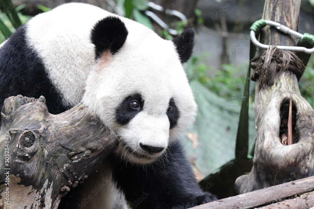Obraz premium Close up Panda's face, Chengdu, China