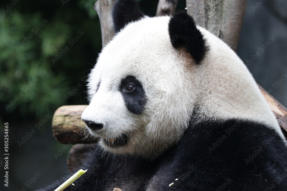 Fototapeta premium Close up Panda's face, Chengdu, China