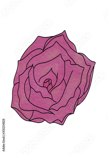 Pink, ruby rose flower, sketch style vector illustration isolated on white background. Realistic hand drawing of open red rose, symbol of love, decoration element - Vector