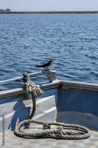 Bird on boat