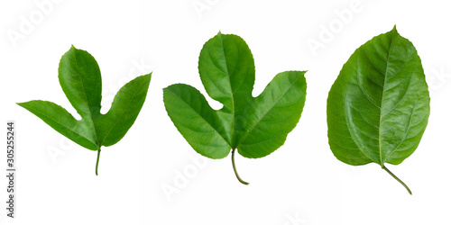 Group of young green leaves passion fruit  isolated on white background ,Passiflora edulis leaves with three ages of growth