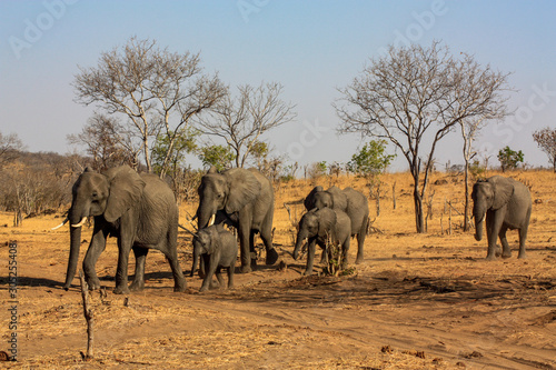 herd of elephants