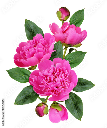 Pink peony flowers and buds...