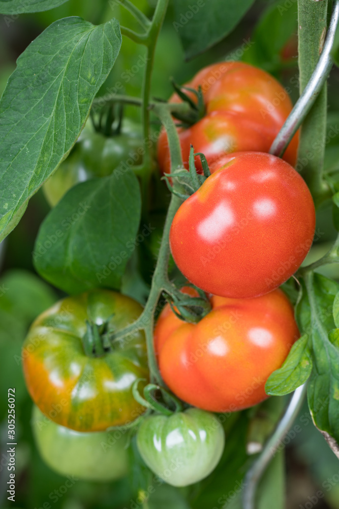 closeup of homegrown tomatos on the plant with visible foliage with many green and red fruits outside in the garden