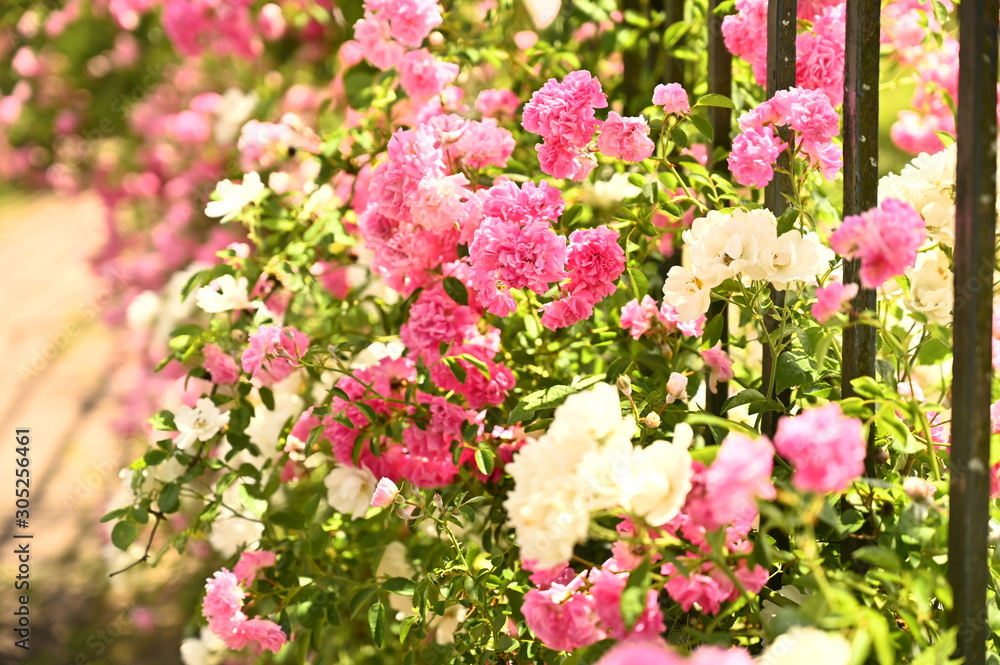 Pink Flowers 4 Pink Flowers 4