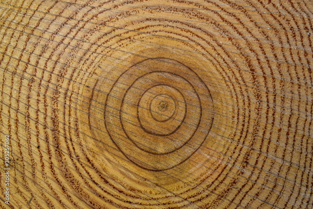 Naklejka premium ring tree