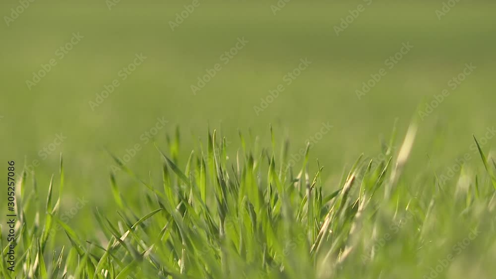 With close pitch spring wheat in good condition. Young wheat crop in a field. Crops of winter wheat. Rows of young sprouts of wheat. Green grass on the field. With close pitch spring wheat in good condition. Young wheat crop in a field. Crops of winter wheat. Rows of young sprouts of wheat. Green grass on the field.