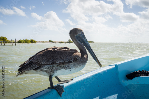 Pelican on a boat , Rio Lagartos Natural Reserve, Yucatan, Mexico photo