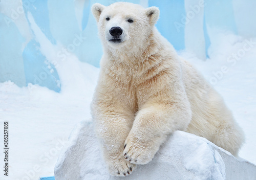 polar bear in snow photo