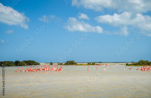 Obraz na plátně Pink flamingos , Rio Lagartos Natural Reserve, Yucatan, Mexico