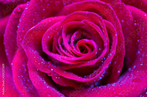 Gorgeous rose with drops of water close-up. Soft focus, shallow depth of field.