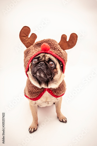 Pug Dressed up as a Reindeer for Christmas