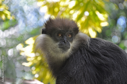 Monkey in nature habitat, Purple Faced Langur (Trachypithecus vetulus)