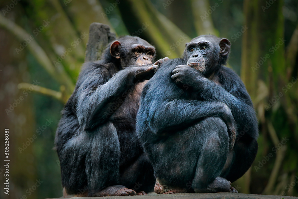 Chimpanzee consists of two extant species: common chimpanzee and bonobo. Bonobos and common chimpanzees are the only species of great apes that are currently restricted in their range to Africa Chimpanzee consists of two extant species: common chimpanzee and bonobo. Bonobos and common chimpanzees are the only species of great apes that are currently restricted in their range to Africa