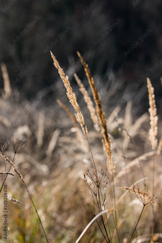 Fototapeta premium nature