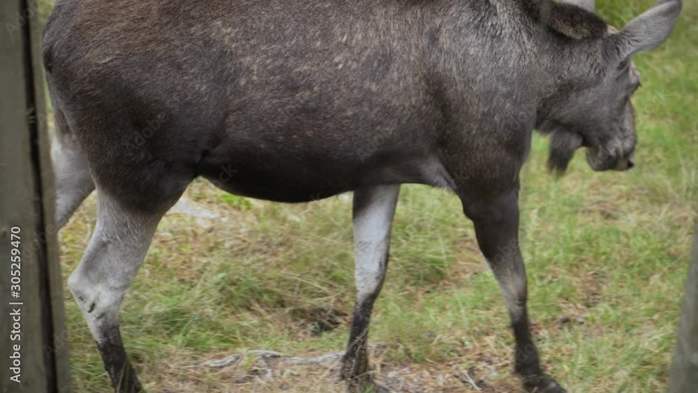 Zoological garden and amusement park of Kristiansand - young elk without horns