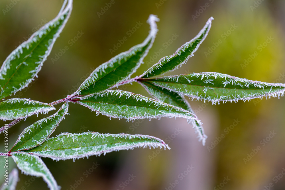frozen dew skin with autumn leaves, natural and colorful frozen dew skin with autumn leaves, natural and colorful