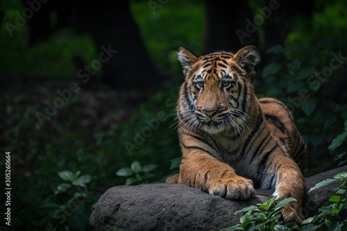 Young tiger sitting on a rock posing for the camera with forest in view