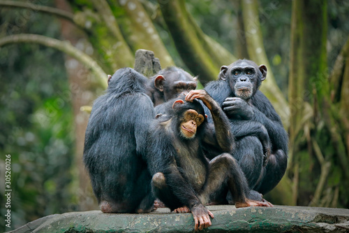 Tablou canvas Chimpanzee consists of two extant species: common chimpanzee and bonobo