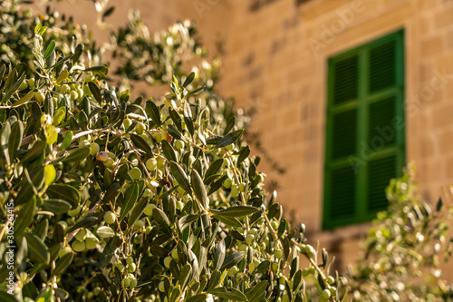 old green window with olive tree in front in ancient town mdina  malta