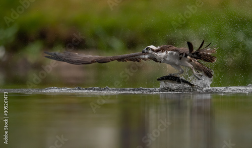Osprey 