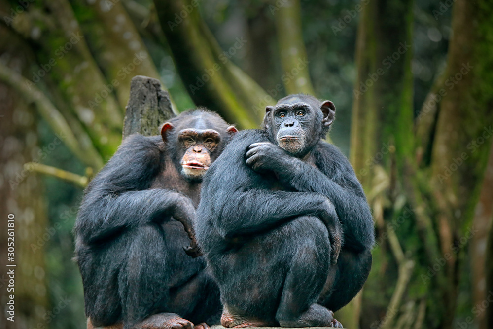 Chimpanzee consists of two extant species: common chimpanzee and bonobo. Bonobos and common chimpanzees are the only species of great apes that are currently restricted in their range to Africa Chimpanzee consists of two extant species: common chimpanzee and bonobo. Bonobos and common chimpanzees are the only species of great apes that are currently restricted in their range to Africa