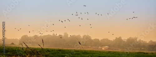 Canvas Print flock of birds in the sunrise