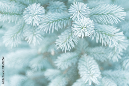 View of the young branches of blue spruce in the colors of the 2020 trend. © Chetgal 