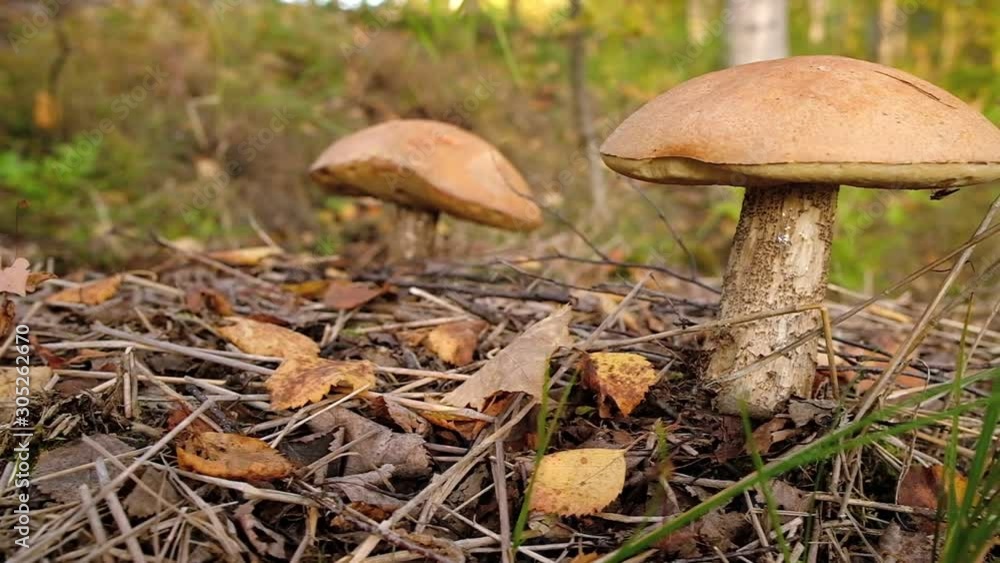 Boletus mushroom in autumn forest close up. Boletus mushroom in autumn forest close up.