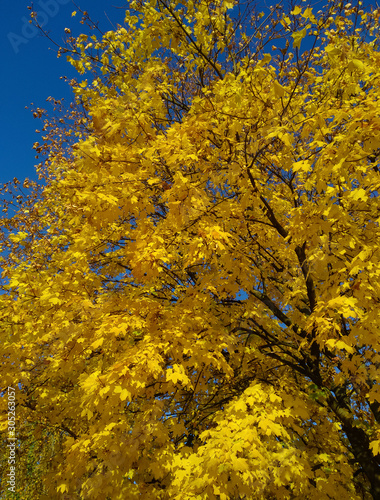 colorful autumn tree