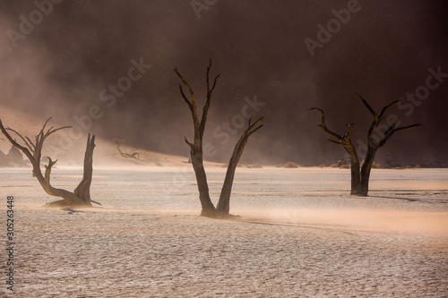 Silhouettes of dry hundred years old trees in the desert among red sand dunes and whirlwind. Unusual surreal alien landscape with dead skeletons trees. Deadvlei, Namib-Naukluft National Park, Namibia.